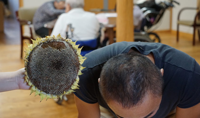 秋咲きのひまわり デイサービス いろは