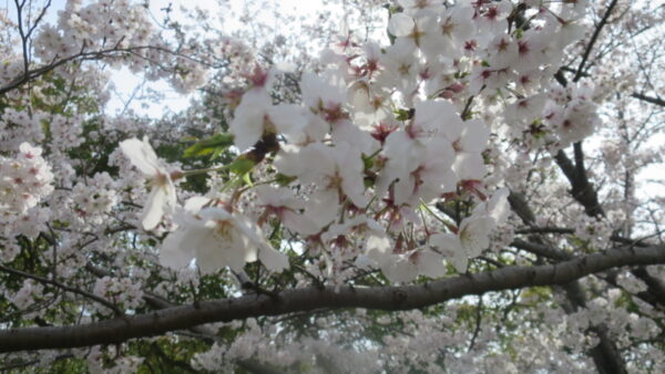 お花見　第2弾