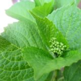 季節の変わり目🍀
