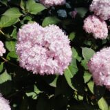 紫陽花パート2　
