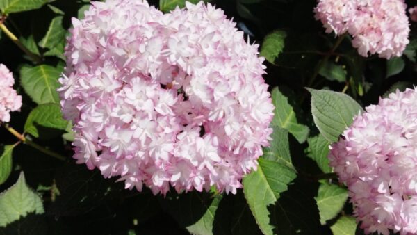 紫陽花パート2　
