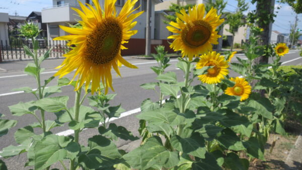 ひまわりと一緒に🌻