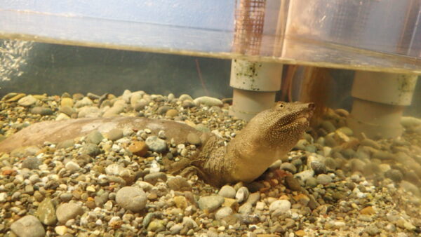 本日のお楽しみ(*´ω｀*)