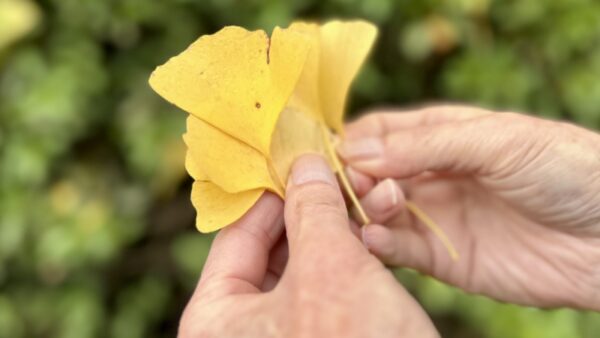 紅葉ドライブ　～第五弾～