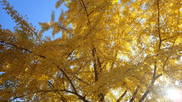 紅葉散策(*´▽｀*)