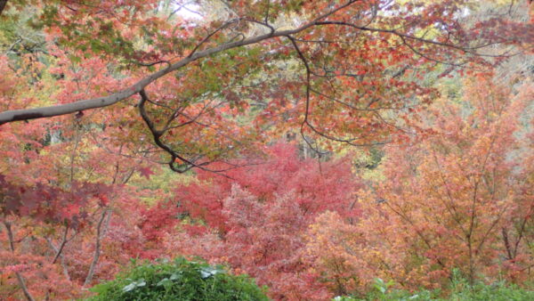 紅葉ドライブ～第３弾～