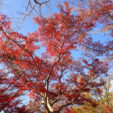 紅葉ドライブ　最終日