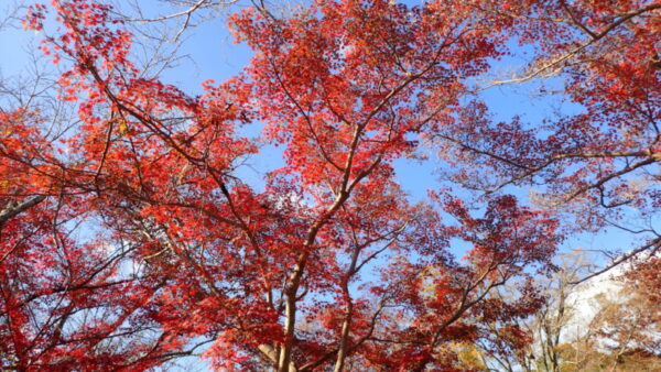 紅葉ドライブ　最終日
