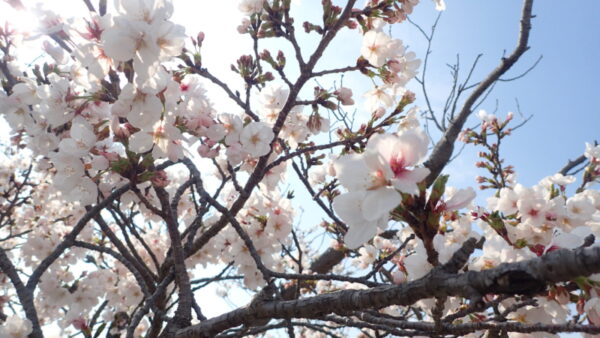 お花見へＧＯ( ｀ー´)ノ