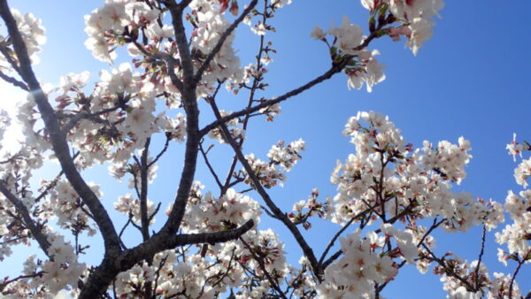 お花見レク～part③～