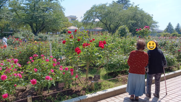 バラ鑑賞🌹in金沢