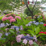 今年の紫陽花納め？