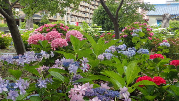 今年の紫陽花納め？
